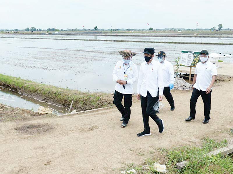 Presiden Jokowi ke Kalteng Mengecek Food Estate