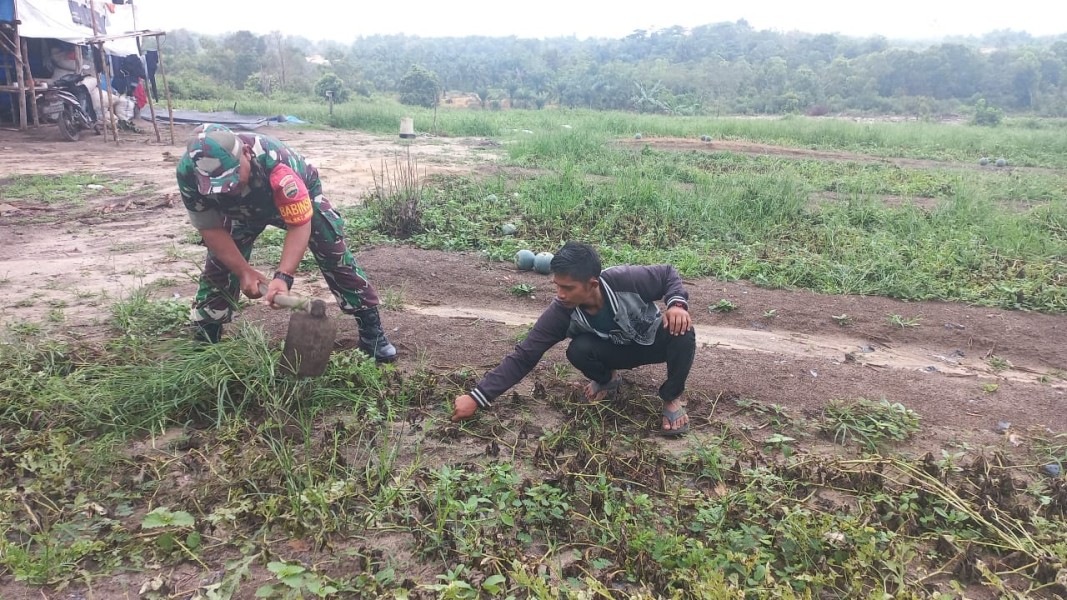 Babinsa Bukit Nenas Dampingi Petani Tanam Semangka untuk Dukung Swasembada Pangan