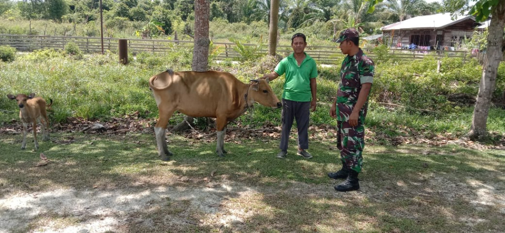 Giat Serda Edi Saputra Untuk Mencegah PMK