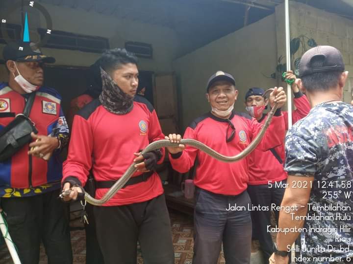 Resahkan Warga, Personil DPKP Inhil Evakuasi Monyet dan Ular Kobra