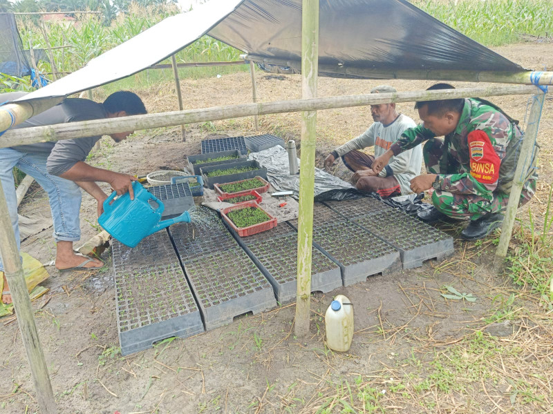 Membantu Petani Cabai Agar Hasilnya Baik, Serka Albinur Lubis Lakukan Pendampingan