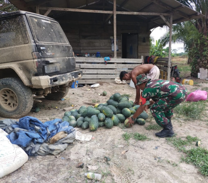 Penan Semangka,Babinsa Ikut Membantu Petani Binaan