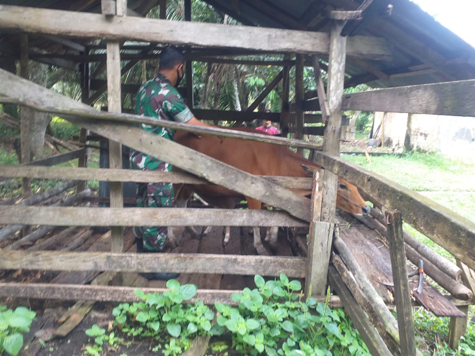 Babinsa Kelurahan Bagan Keladi Melaksanakan Giat Cegah PMK