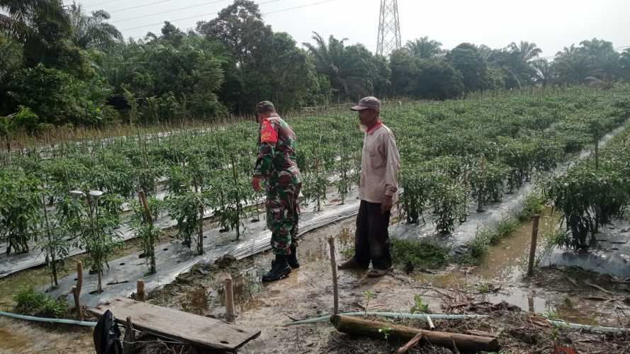 Babinsa Bagan Besar Dampingi Petani Cabe