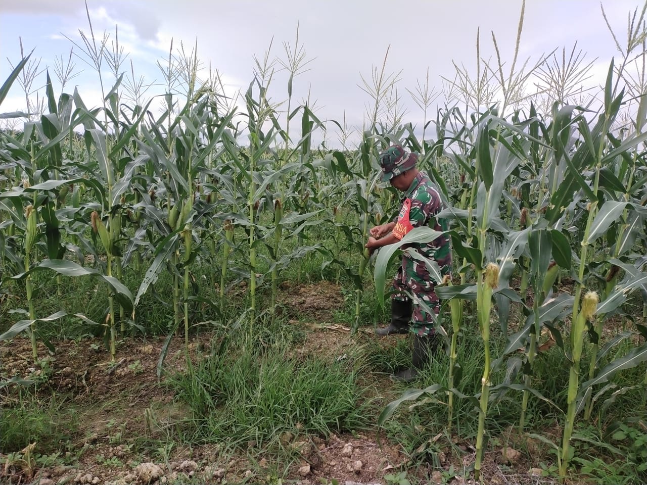 Persiapan Memasuki Panen Jagung, Serka Khorianto Datangi Para Petani