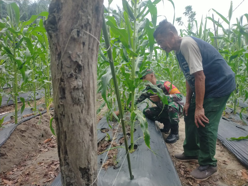 Sertu Sugianto Bantu Warga Tingkatkan Produksi Jagung di Dumai Barat