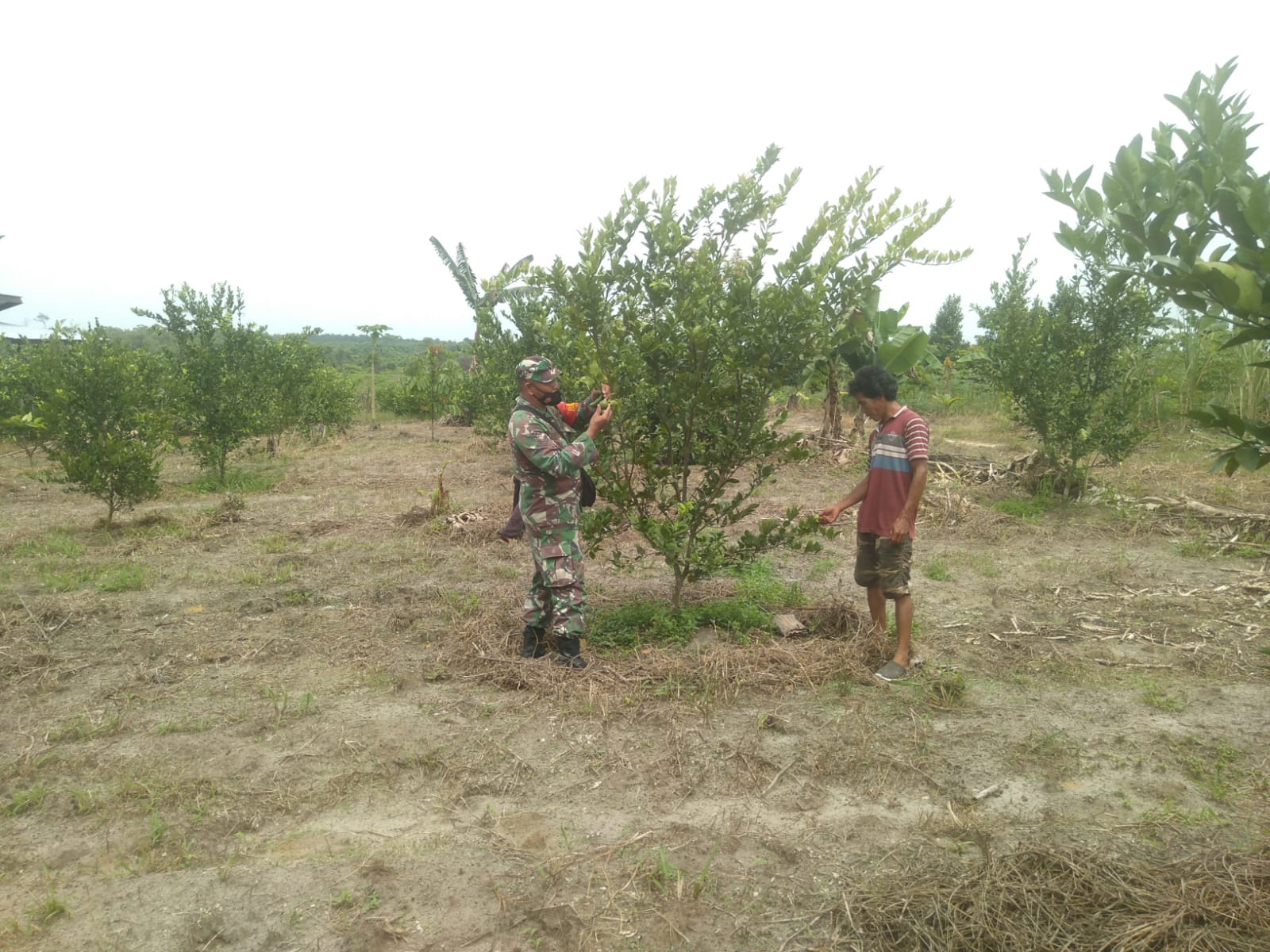 Serka Fahrizal Purba Dampingi Petani Jeruk Nipis