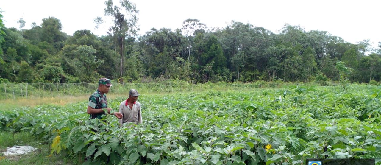 Petani Pepaya Senang Didatangi Serda Sugianto