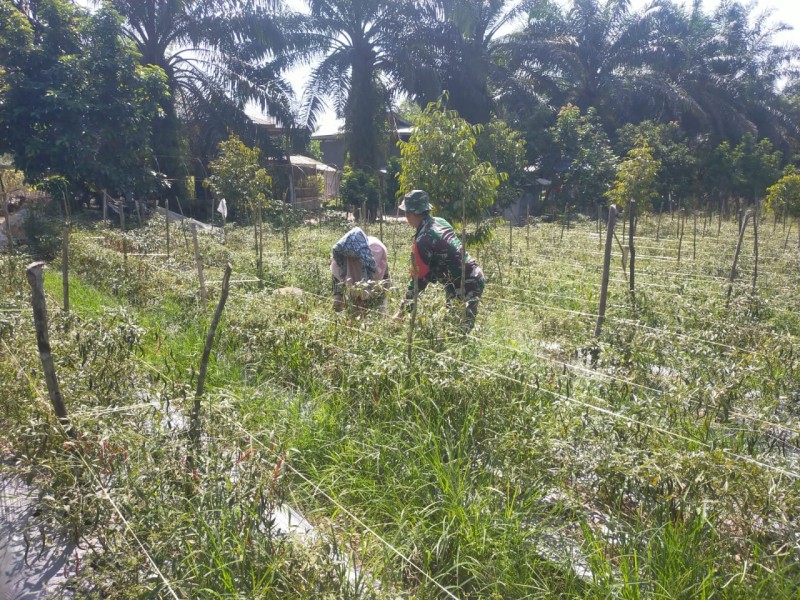 Babinsa Koramil 01/Dumai Bantu Masyarakat Kembangkan Usaha Pertanian Cabe