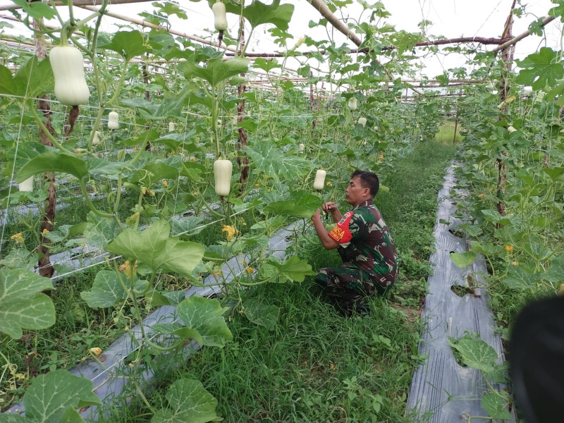 Didampingi Selama 45 Hari Oleh Babinsa, Ini Hasil Dari Labu Madu