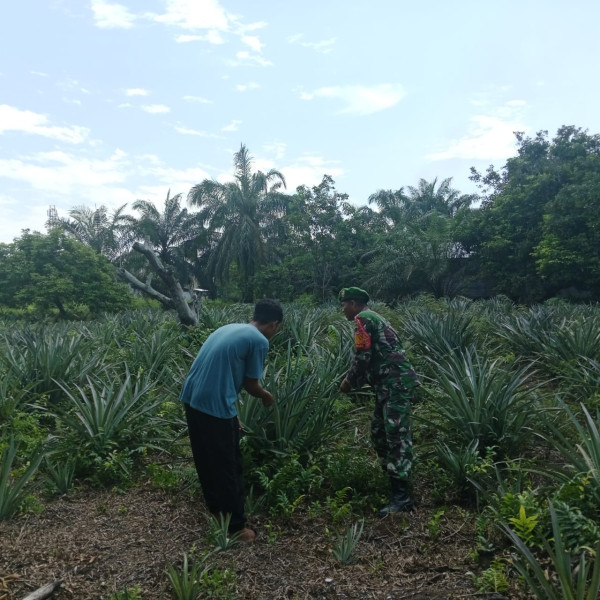 Sertu Samsuddin Siregar Bantu Petani Nanas di Kelurahan Tanjung Palas