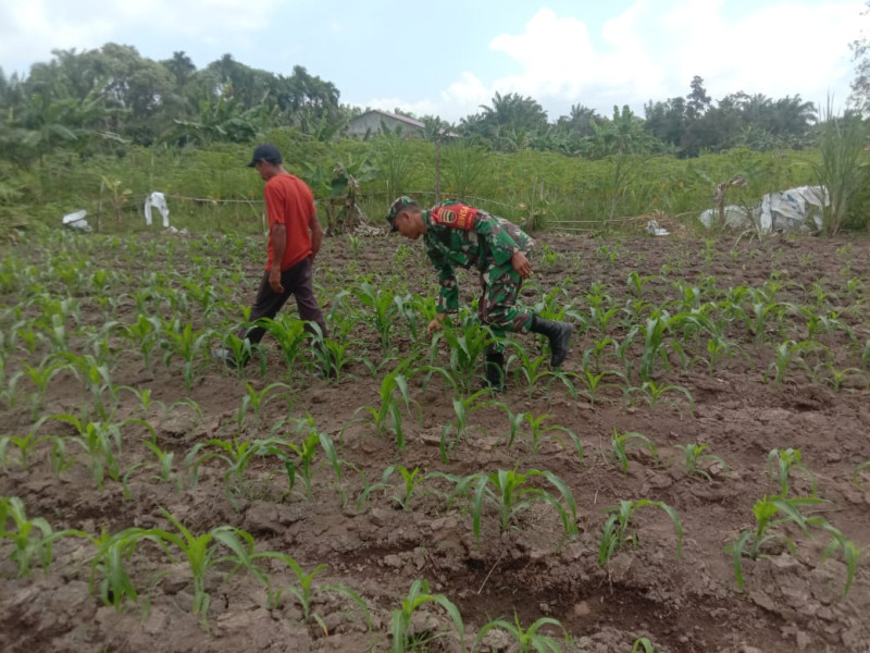 Peningkatan Ekonomi Masyarakat dan Mengantisipasi Krisis Pangan, Sertu Ramli Berikan Pendampingan