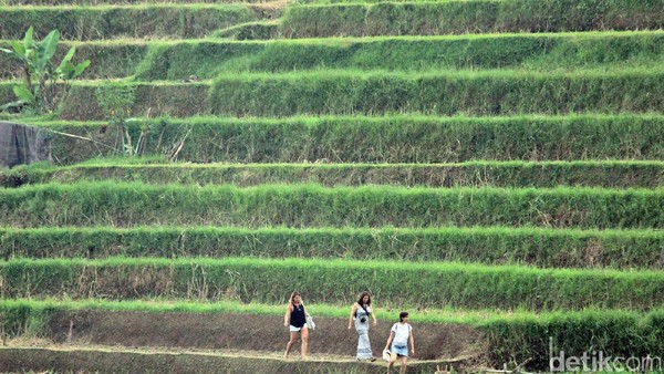 Objek Wisata Jatiluwih, Ini Harga Tiket Masuk