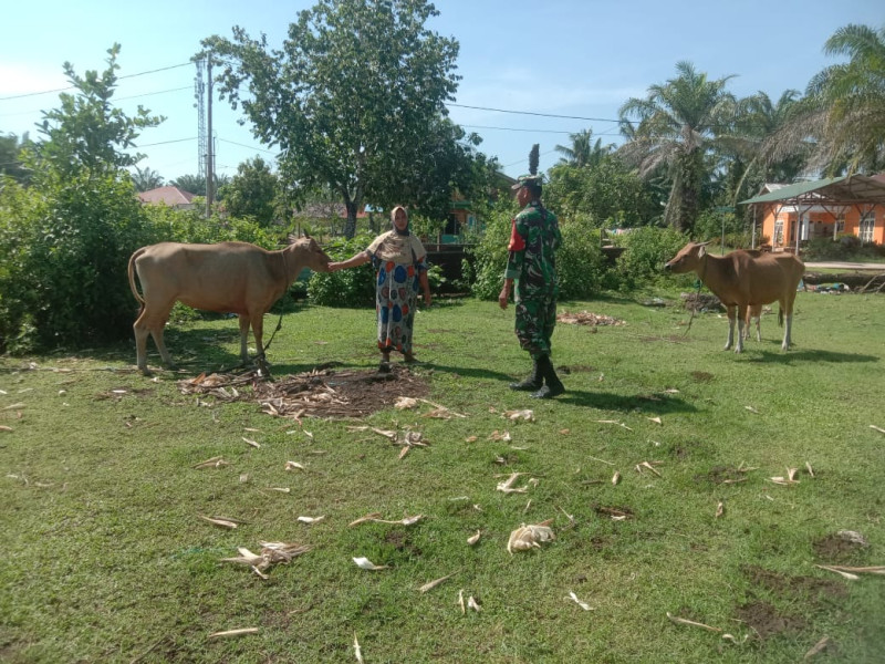 Sertu Ramli Cek Kesehatan Hewan Ternak Warga Binaannya