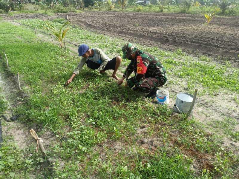 Petani Sawi Dapatkan Binaan Dari Sertu Boby Rahman