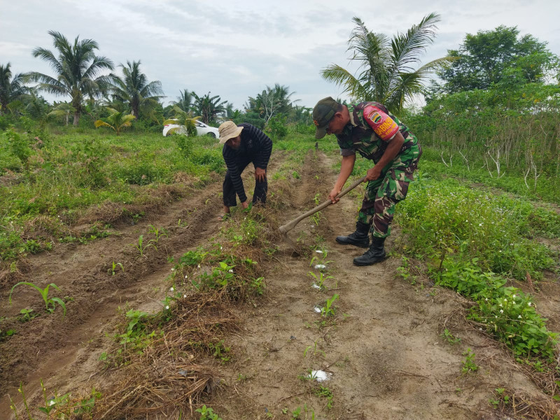 Sertu Abu Kosim Dukung Pengembangan Tanaman Jagung di Dumai Selatan