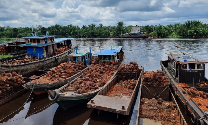 Peduli Petani Sawit, PT Guntung Idamannusa Beli TBS di Atas Harga Pasar