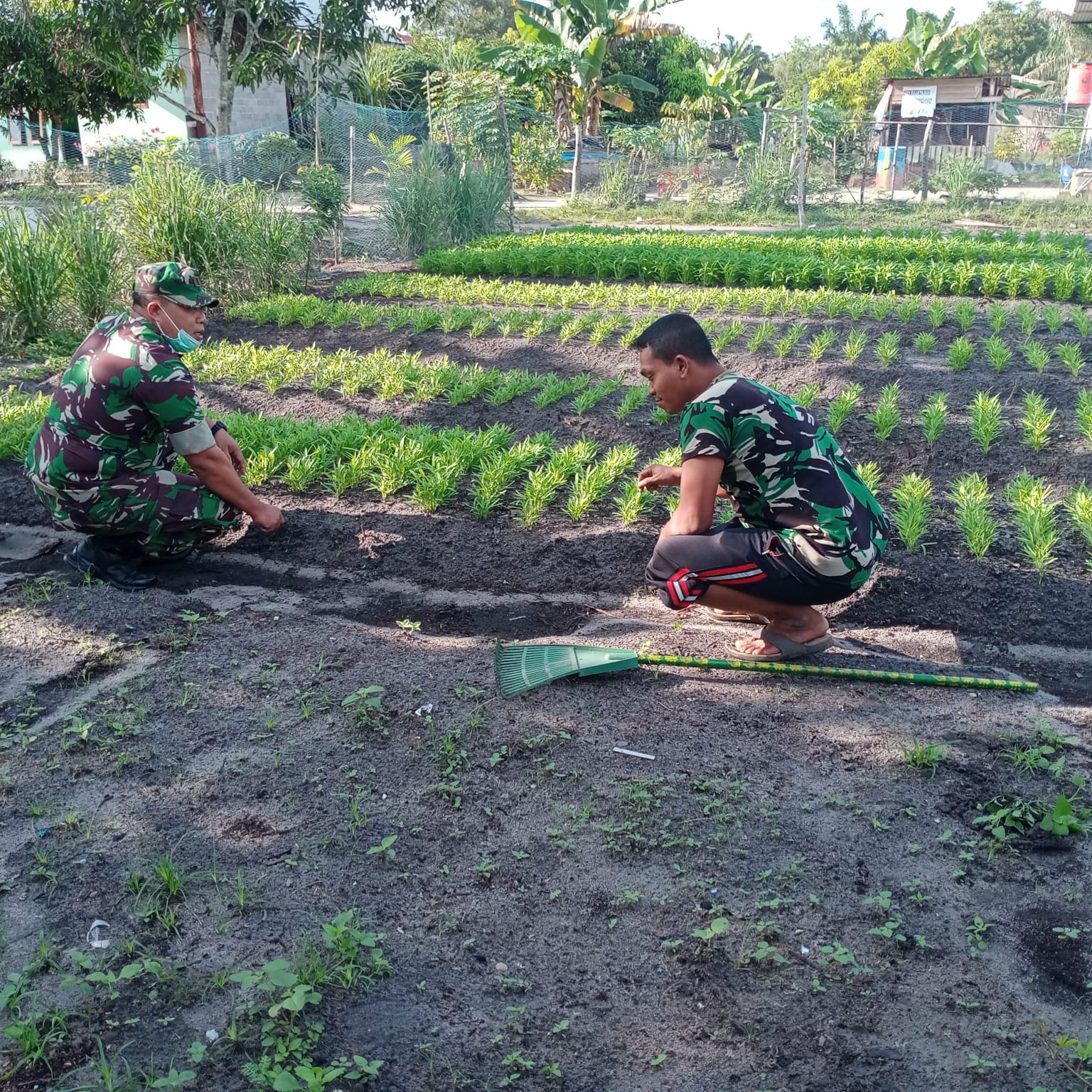 Didampingi Pelda Joko, Kelompok Tani Wanita Tanam Kangkun