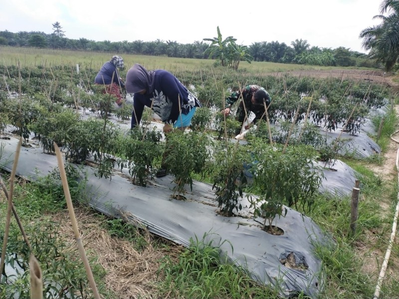 Serma Khorianto Ajak Petani Cabai Gunakan Pupuk Organik untuk Hasil Maksimal