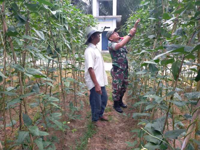 Babinsa Koramil 02 Dampingi Petani di Wilayah Binaannya