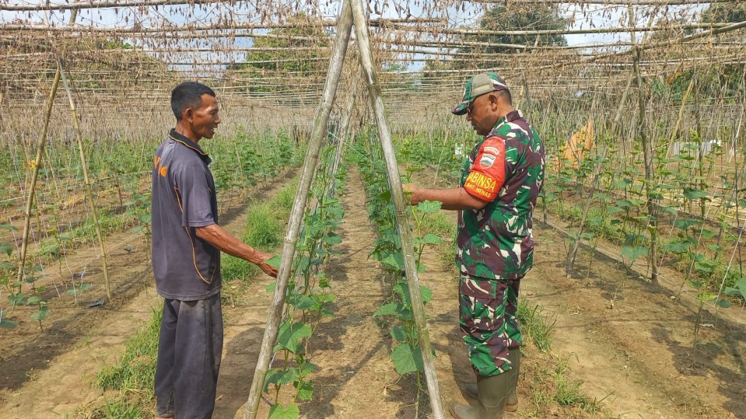 Babinsa Bukit Nenas Giatkan Karya Nyata dalam Pertanian Timun