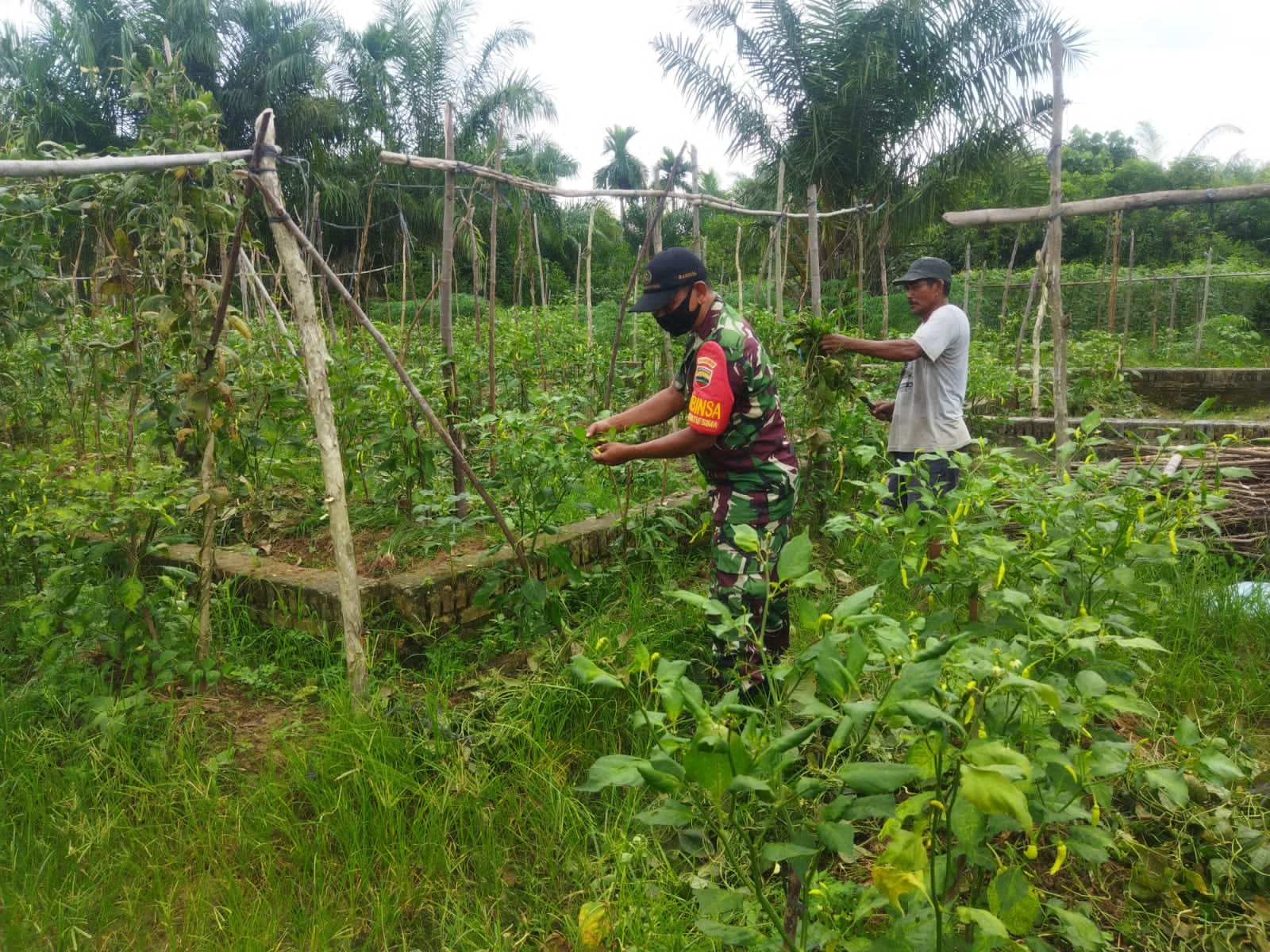 Babinsa Dampingi Petani Cabe dan Jagung