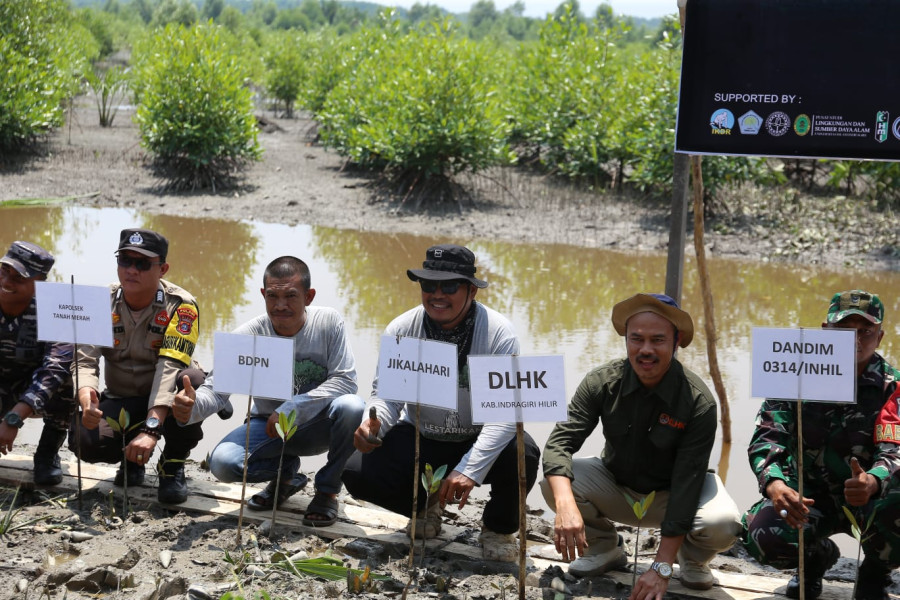 Lestarikan Mangrove, PNM, BDPN dan Unisi Tanam 4.000 Pohon.