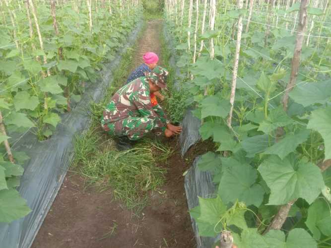 Petani Timun Mendapatkan Sosialisasi Dari Serda Cerza Katno