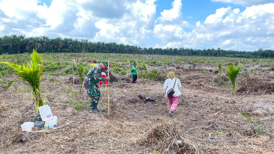 Monitoring Lahan Padi Gogo Oleh Serka Albinur Lubis