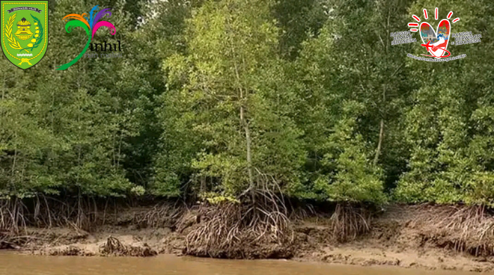 Ekowisata Mangrove Inhil Cukup Menarik Perhatian