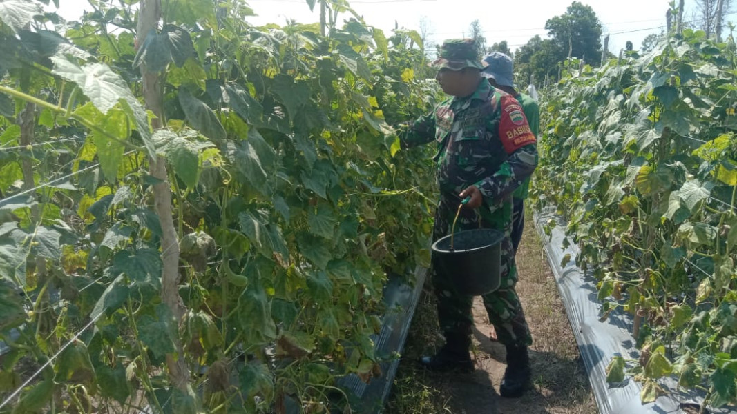 Sambangi Kebun Rajab, Serda Cerzakatno Jelaskan Tata Cara Penanaman Timun