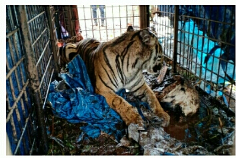 Harimau Sumatera Berhasil Dievakuasi