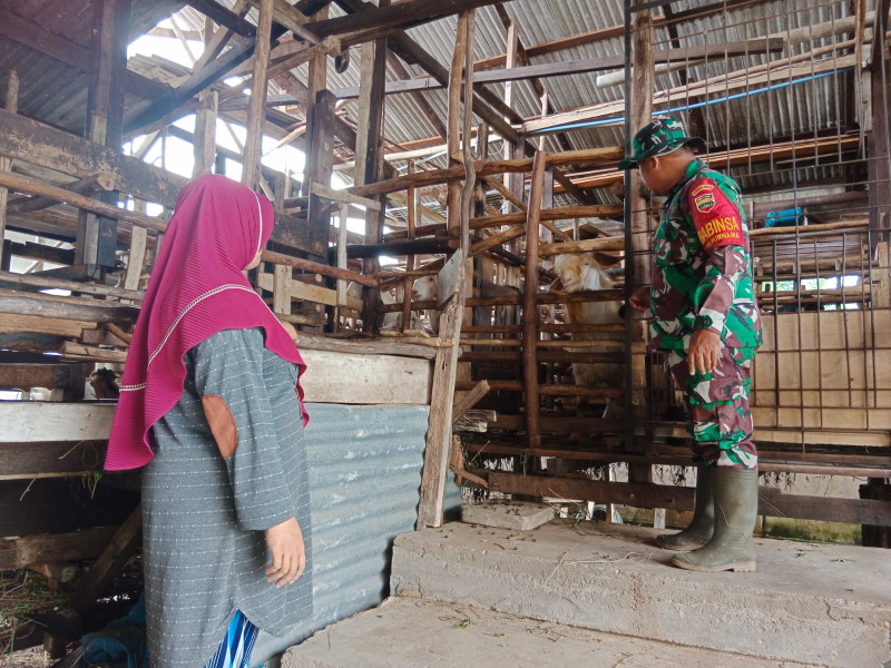 Sertu Mahyudin Cek Keadaan Hewan Ternak di Wilayah Binaannya