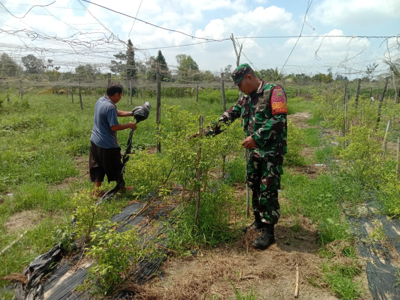 Serda Agustinus Dampingi Petani Kacang Panjang