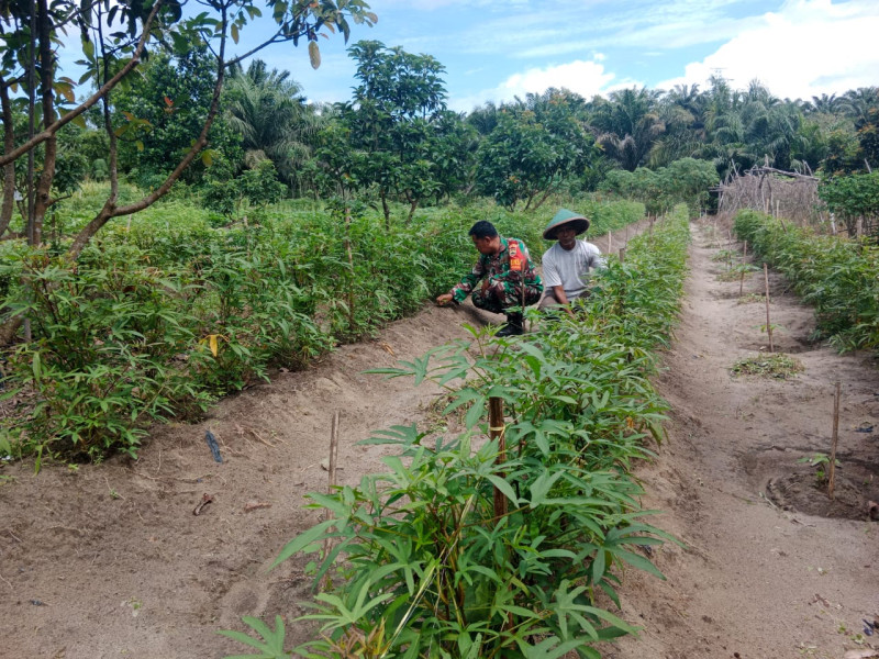 Pendampingan Babinsa di Kelurahan Purnama, Dorong Ketahanan Pangan Lokal