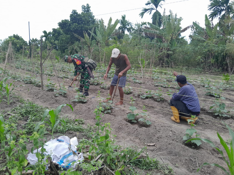 Pendampingan TNI, Babinsa Koramil-01/Dumai Bantu Petani Optimalkan Hasil Tanaman Jagung dan Timun