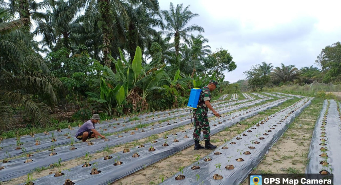 Serka M Aslim Lubis Sambangi Kebun di Wilayah Binaannya