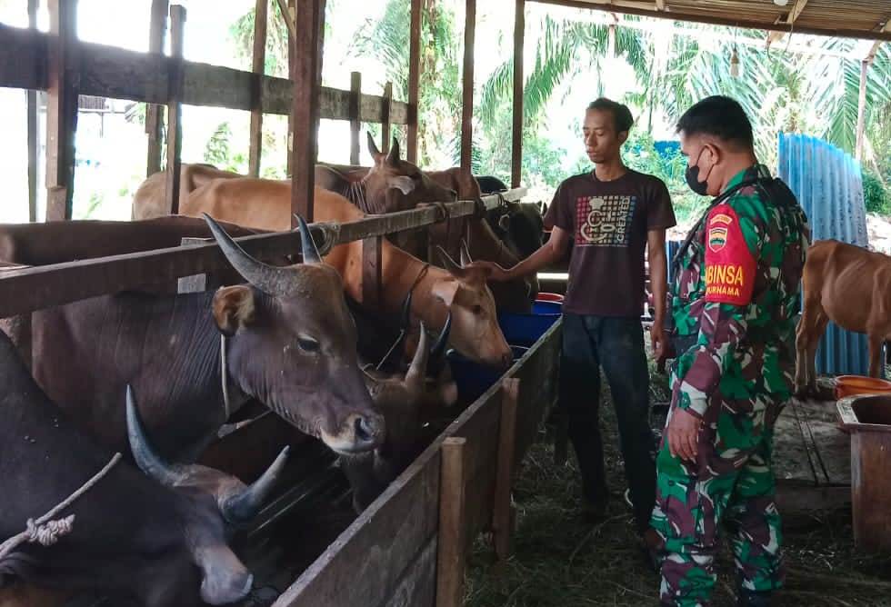 Sertu Mahyudin Pantai Peternak Sapi