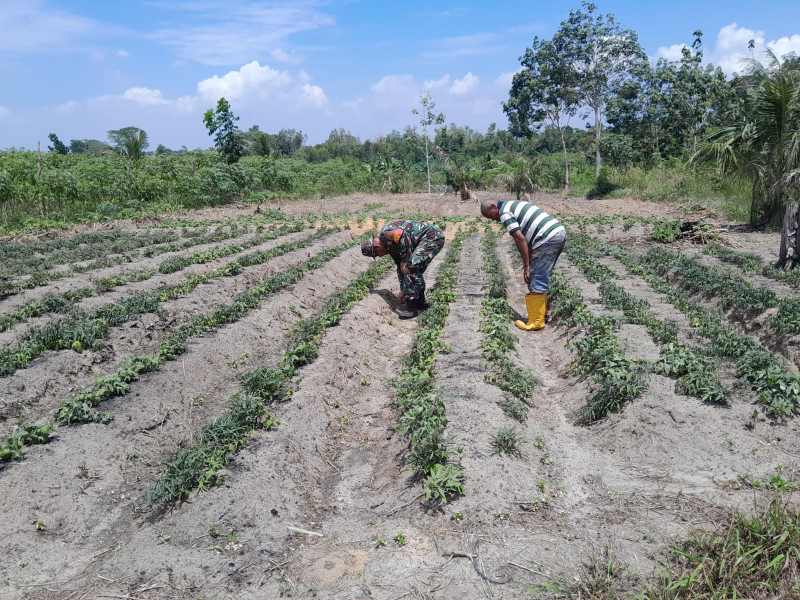 Giat Serka F Purba Dapatkan Apresiasi Dari Petani Ubi Jalar