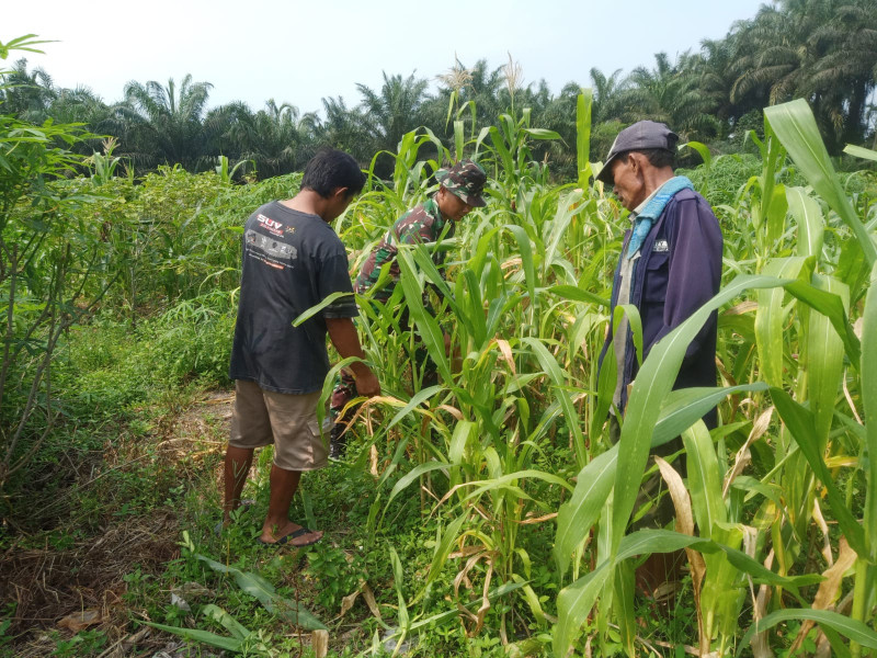 Pendampingan Karya Nyata Oleh Sertu Boby Rahman di Kebun Jagung