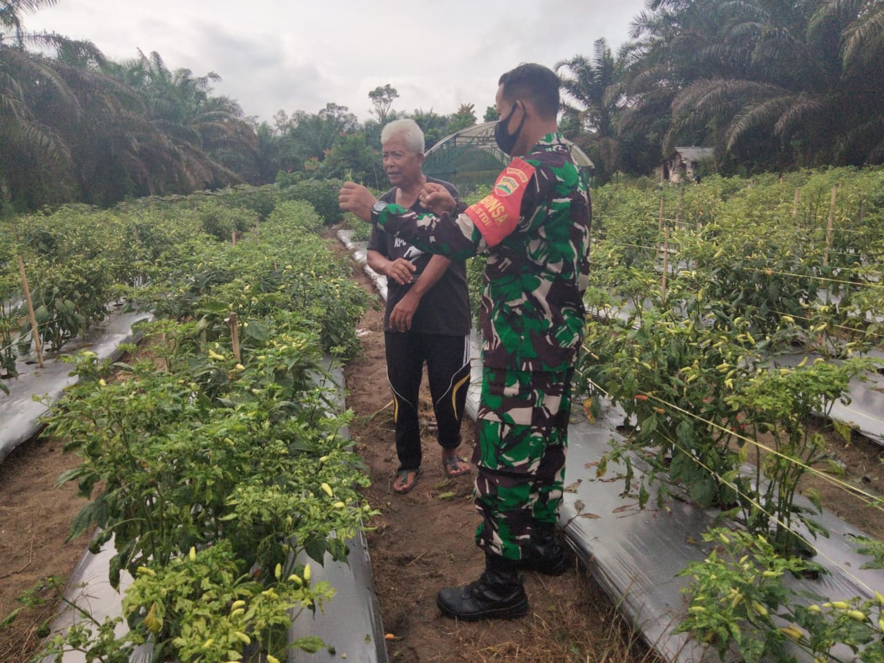 Pendampingan Babinsa Kelurahan STDI Kepada Petani Cabe