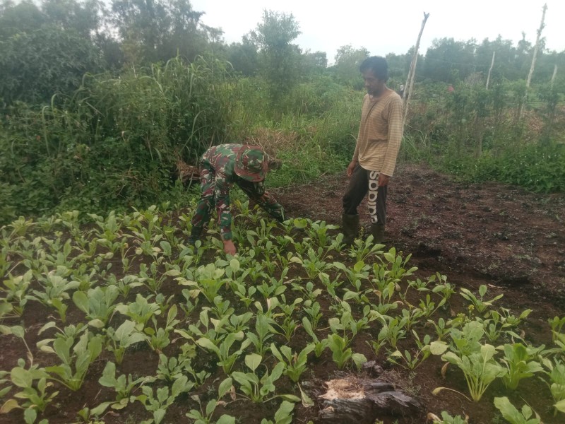 Babinsa Koramil 01/Dumai Dampingi Petani Sawi, Dukung Ketahanan Pangan di Bagan Keladi