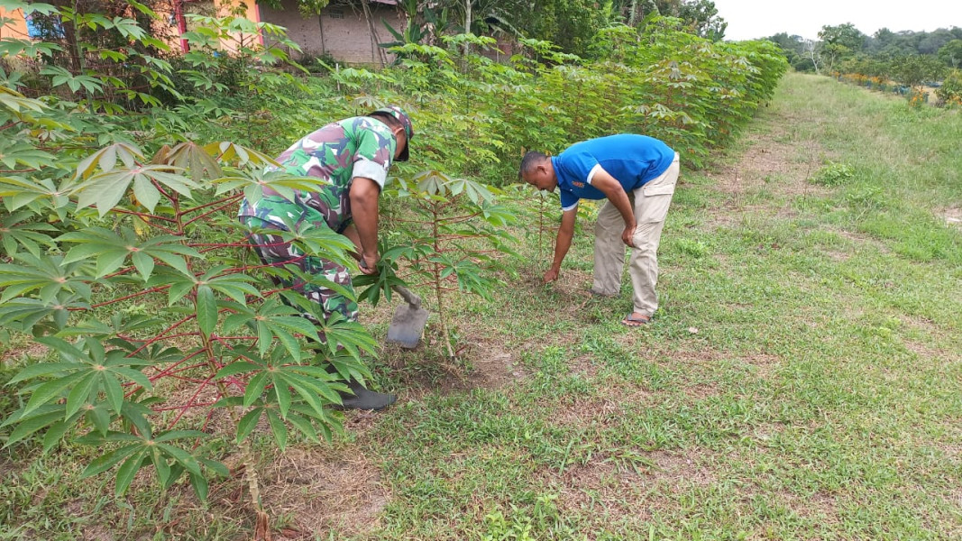 Serda Roni Sandra Dampingi Petani Ubi