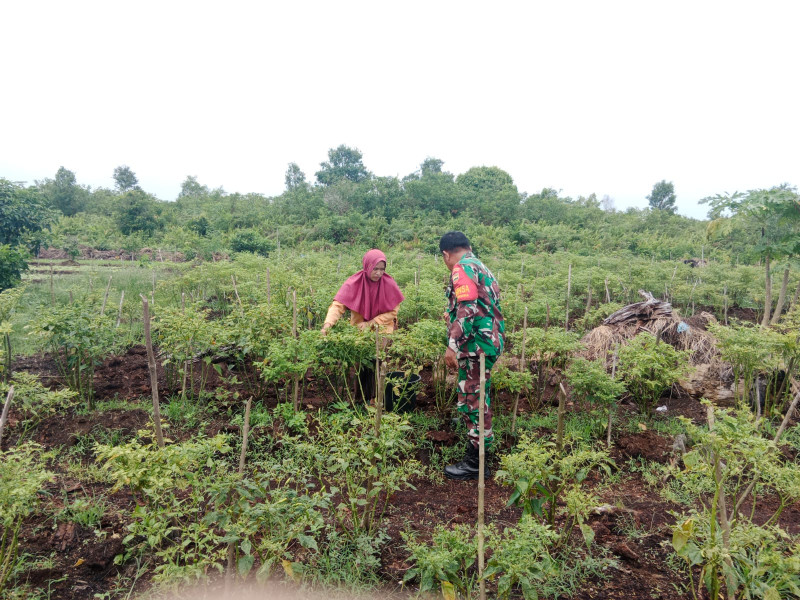 Sertu Mahyudin Berikan Pendampingan Kepada Petani Cabe