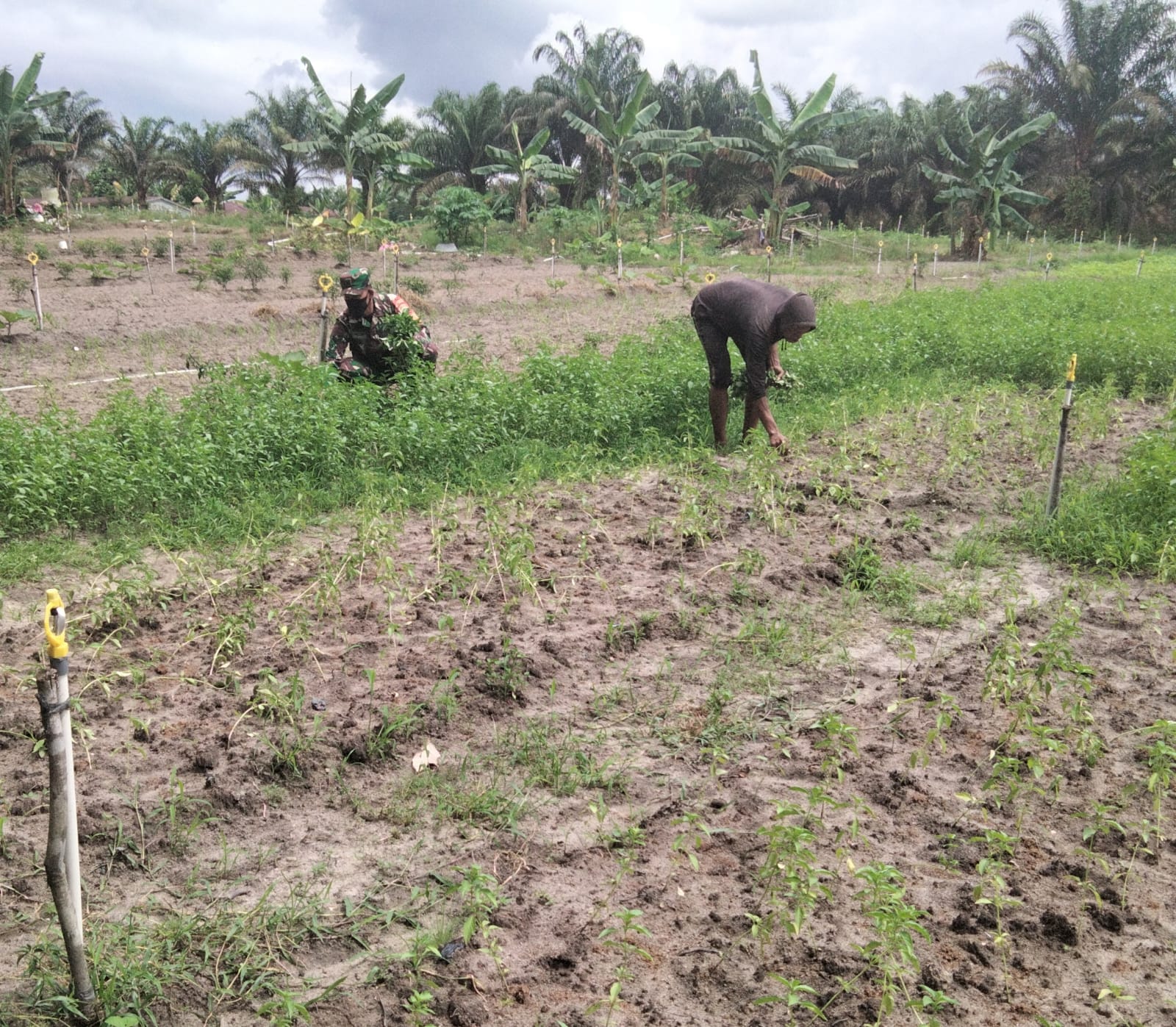 Giat Pelaksanaan Pendampingan Karya Nyata Oleh Babinsa STDI