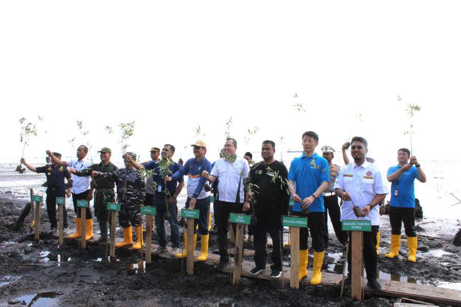 Apical Tanam 2000 Batang Pohon Mangrove