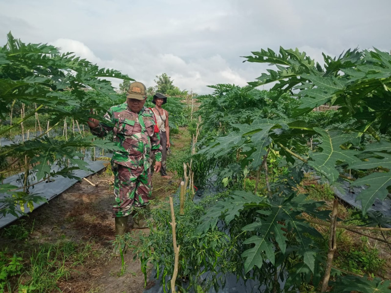 Dukung Ketahanan Pangan, Babinsa Koramil 02/BK Bimbing Petani Terapkan Pemupukan Kocor