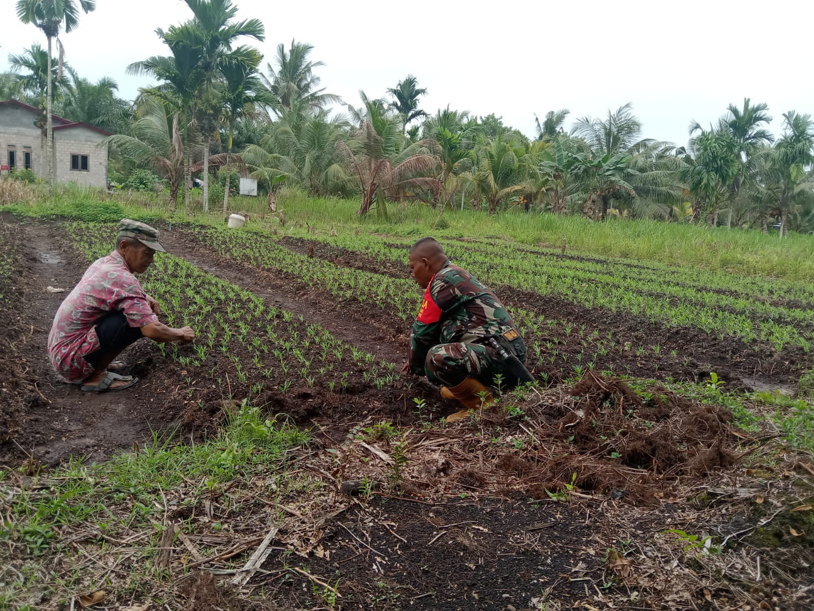 Petani Bayam Senang Dikunjungi Serka Suandi