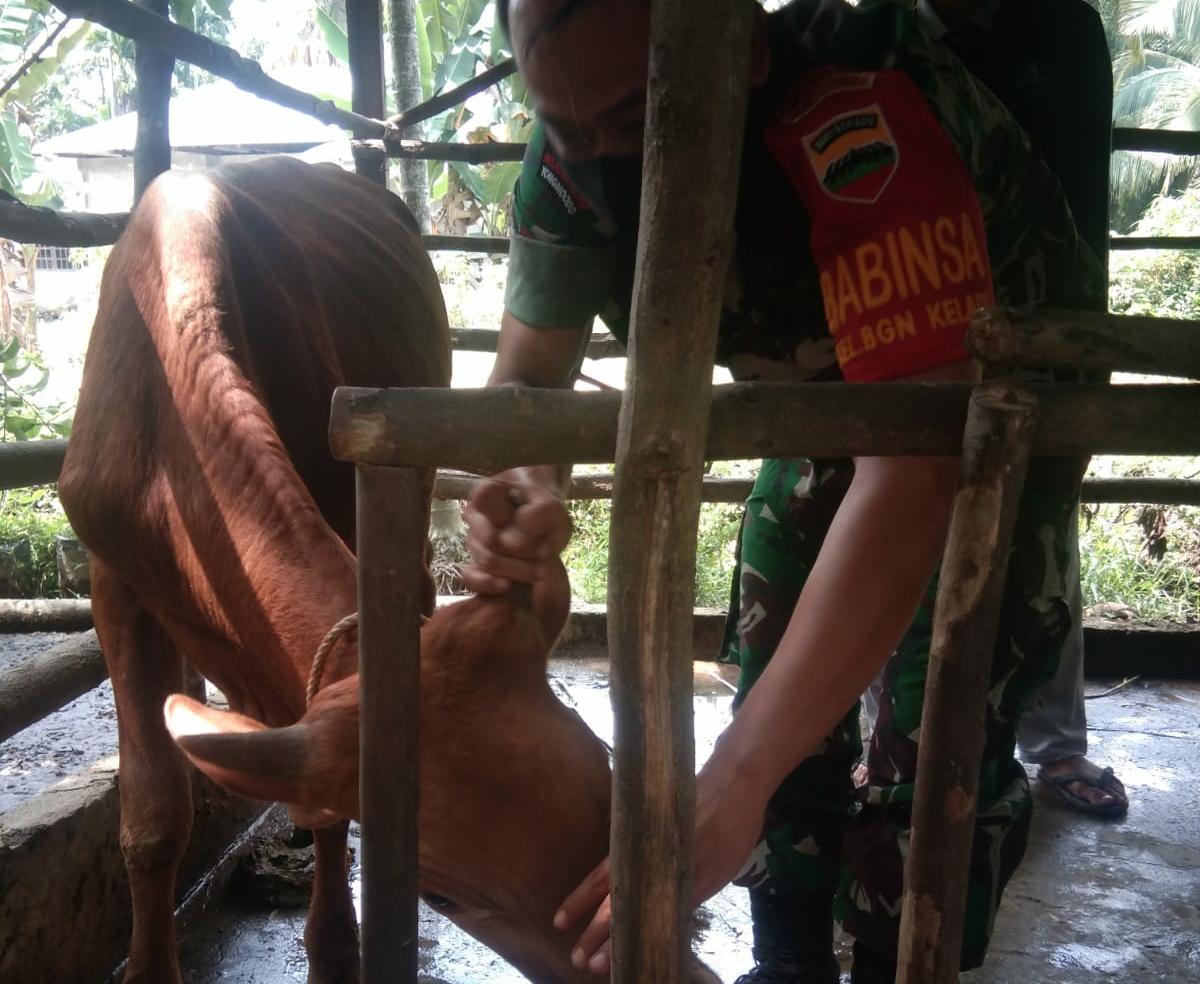 Cagah PMK, Babinsa Bagan Keladi Pantau Sejumlah Peternakan