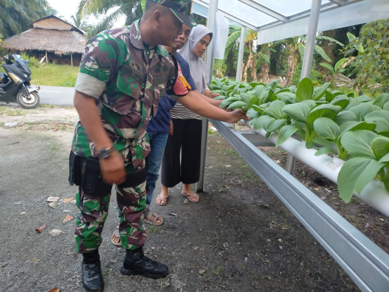 Pendampingan Serda Iwan Sahputra Kepada Petani Sawi Pokcay